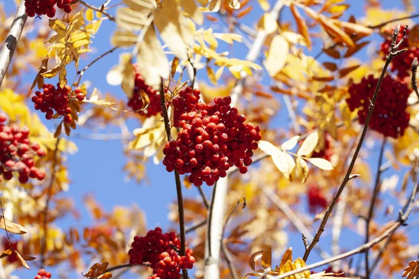 Sarı yaprakların arasında sonbahar kükremesi 