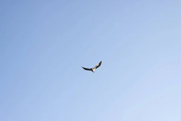 Mavi gökyüzünde uçan kuş arka planı