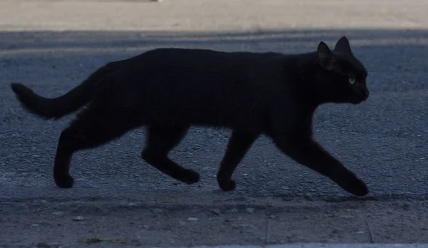 Chat Noir Marche Dans Les Rues — Photo