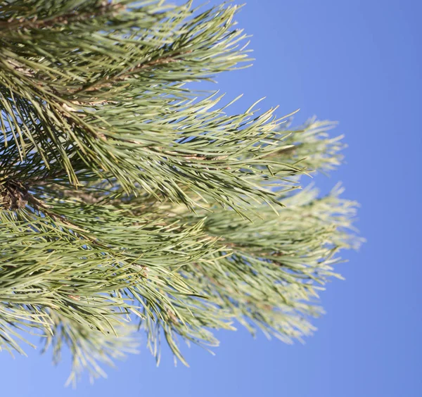 Mavi arkaplanda yeşil çam dalları