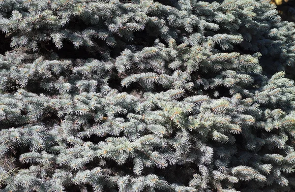 The blue pine tree texture