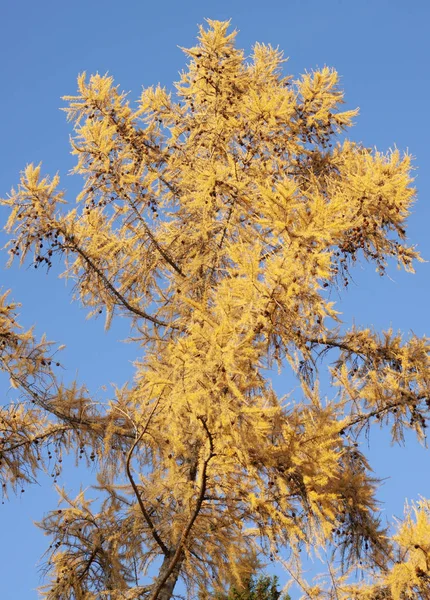 Mavi arkaplanda sarı sonbahar huş ağacı