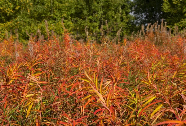 Vahşi ormanda kızıl sonbahar yaprakları