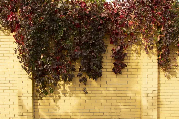 Заползающий Желтый Кирпичный Забор Цветущим Виноградником — стоковое фото