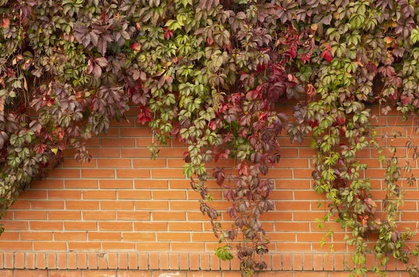 Tuğla çitin üzerinde kırmızı sonbahar yaprakları 