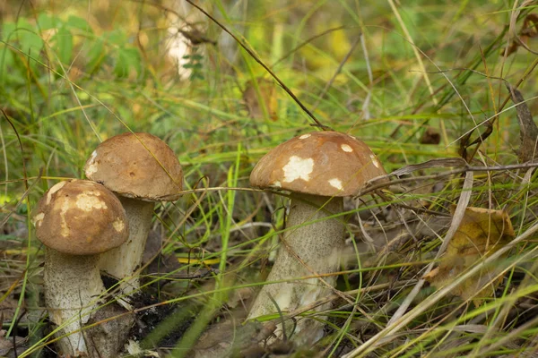 Drie Prachtige Paddenstoelen Het Herfstbos — Stockfoto