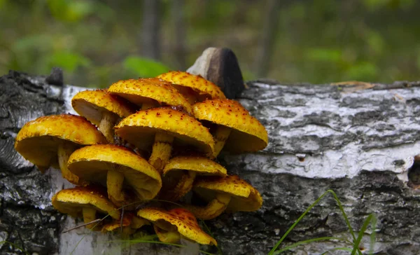 Devrilen bir ağaçta büyüyen ilginç bir mantar grubu..