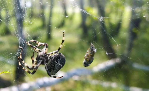 Colorful spider caught a fly and weaving a thin web