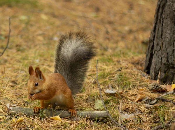 Kızıl sincap yammy fındık yiyor.