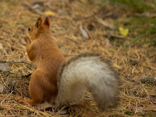 Αφράτος Σκίουρος Τρώει Ξηρούς Καρπούς Στο Φθινόπωρο Δάσος — Φωτογραφία Αρχείου