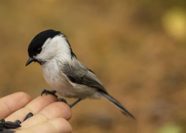 söğüt tohumu ayçekirdeğini palmiyeden alıyor 