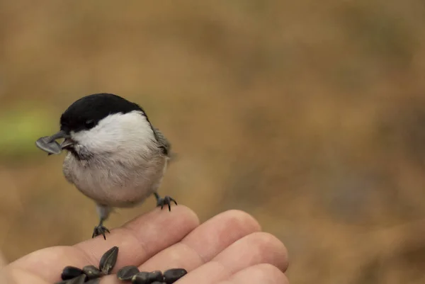 Söğüt memeli ayçiçeği çekirdeklerini yiyor.