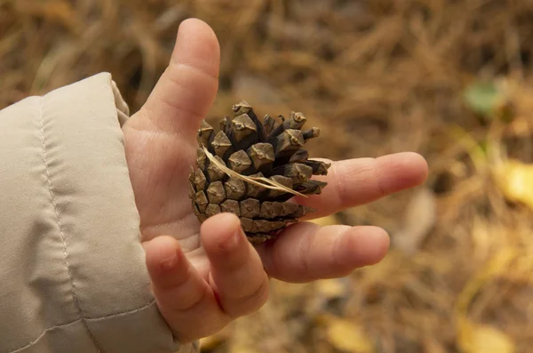 Çocuk çam kozalağıyla oynuyor