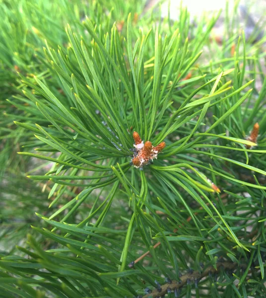 Güzel yeşil çam dalı parçası 