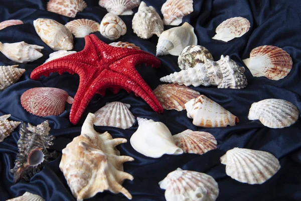 Mavi arka planda deniz yıldızı ve deniz kabukları