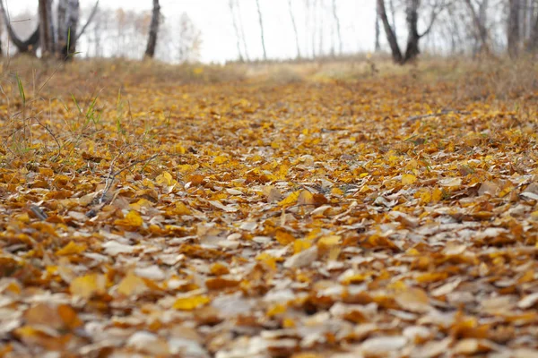 Kırmızı-sarı yapraklı orman yolu 