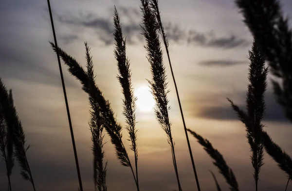 Tarlada soğuk bir sonbahar sabahı