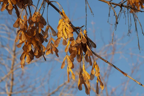 Sonbahar ormanında güneşli akçaağaç brançı 