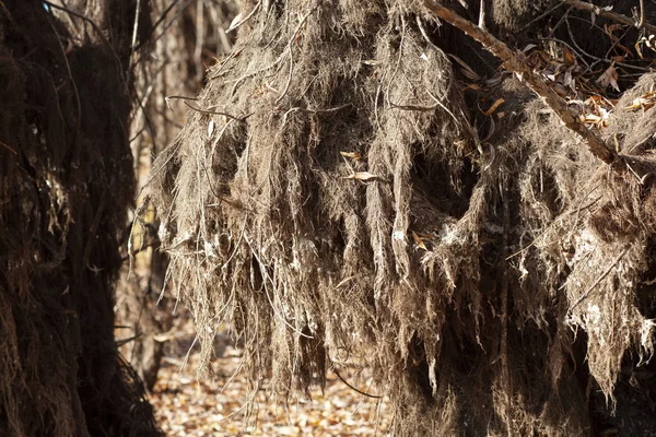 Old  tangled roots on a dry tree 