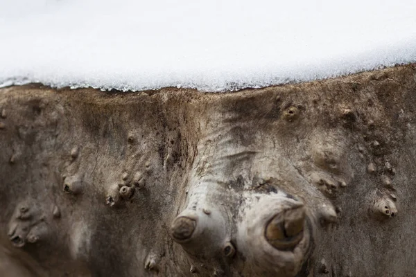 Kuru kütük beyaz karla kaplıdır.