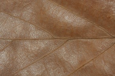 Kuru meşe yaprağının ayrıntıları