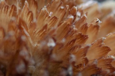 Kuru kahverengi çiçeğin taç yapraklarının ayrıntıları