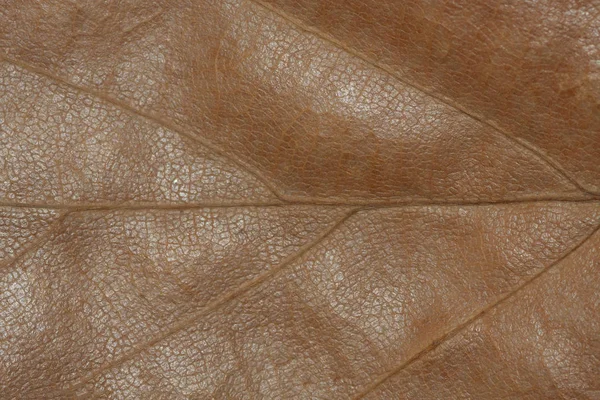 Kuru meşe yaprağının ayrıntıları