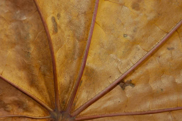 Kahverengi kuru üzüm yaprağı