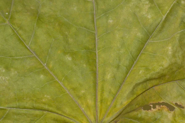 Akçaağaç yeşil kuru yaprak