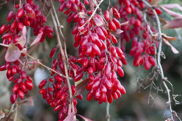 Dallarda parlak berberiler 