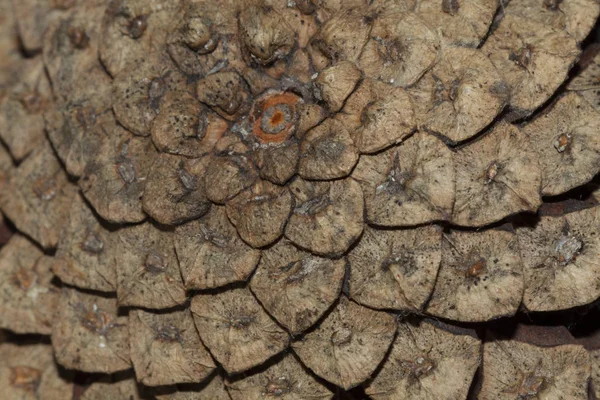 Ayrıntılı olarak çam kozalağı. 