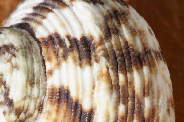 Kahverengi desenli renkli deniz kabuğu 