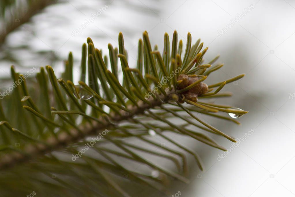 Details of pine branch with water drops