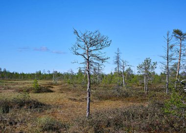 Kuzeyde doğa ve bataklık 