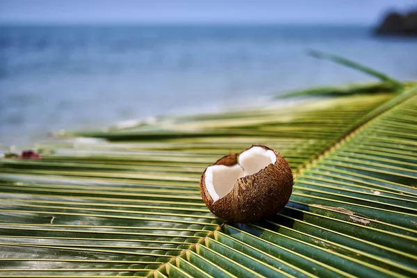 open coconut on palm leaf