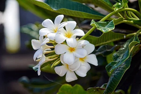 White Plumeria Flowers Tree — Stock Photo, Image
