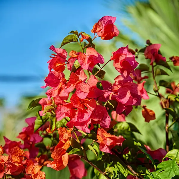 Gyönyörű Színes Bougainvillea Virágok Virágzik Eső Után — Stock Fotó