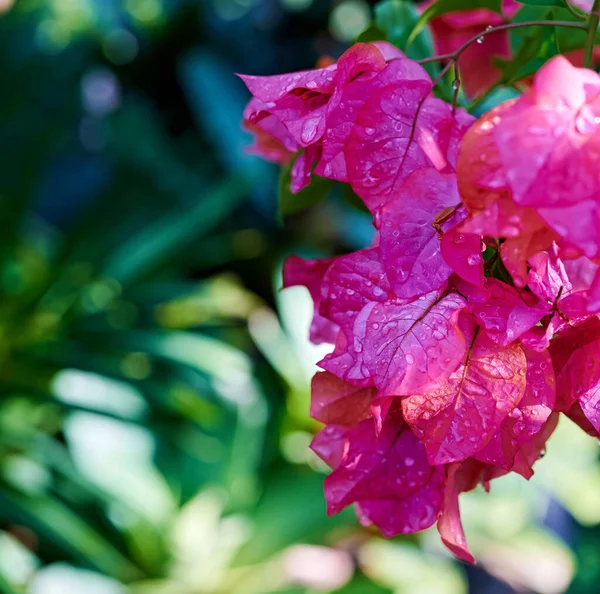 Gyönyörű Színes Bougainvillea Virágok Virágzik Eső Után — Stock Fotó