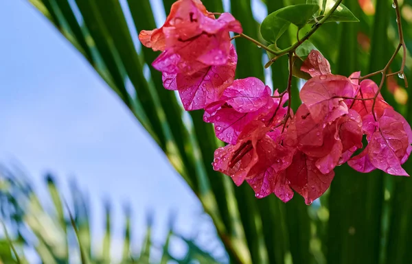 Beautiful Blooming Bougainvillea Flowers Spring Rain — Stock Photo, Image