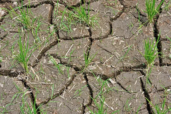生长在裂隙地带的绿色水稻植物显示了大自然在全球变暖的严酷干旱条件下的适应力 — 图库照片