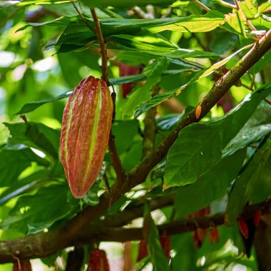 Kakao ağacı. Doğada organik kakao meyve kabukları. 
