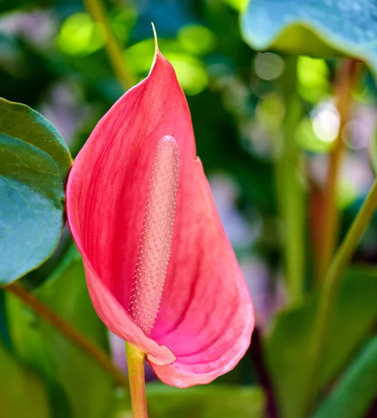 Одиночна Квітка Рожевої Кали Лілії — стокове фото
