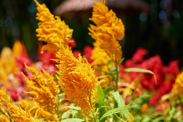 Індійський Жовтий Амарант Освітлений Сонцем Розмитому Полі Цвітіння Яскраво Зеленому — стокове фото
