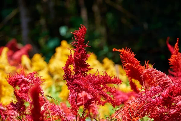 Isolated Indian Red Amaranth Plant Lit Sun Blurred Blooming Field — Stock Photo, Image