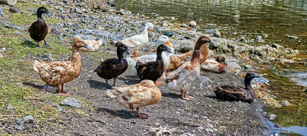 Manada Patos Estão Margem Lago — Fotografia de Stock