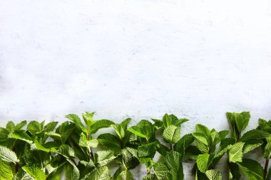 Beyaz desenli arka planda naneli dallar. Uzayı kopyala Yatay fotoğraf. Üst görünüm.