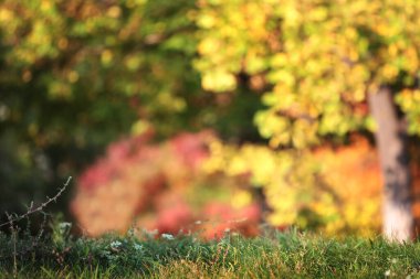 Sonbahar yaprakları ve ağaçların arka planında yeşil çimenler. Sonbahar yapraklarından Bokeh. Soyutlama ve bulanık arkaplan. Arkaplan ya da duvar kağıdı. Uzayı kopyala Odaklanamıyorum.