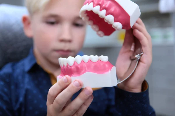 The boy is holding a model of teeth. Reception at the children\'s dentist. Concept of health and disease prevention. The child\'s face is out of focus. Close up.