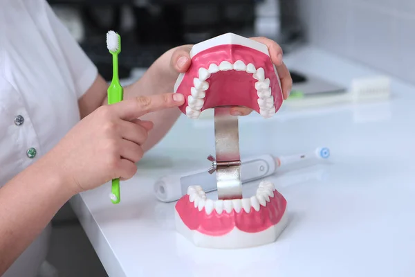 Dentista Muestra Cómo Cepillarse Los Dientes Simulador Dental Persona Irreconocible —  Fotos de Stock