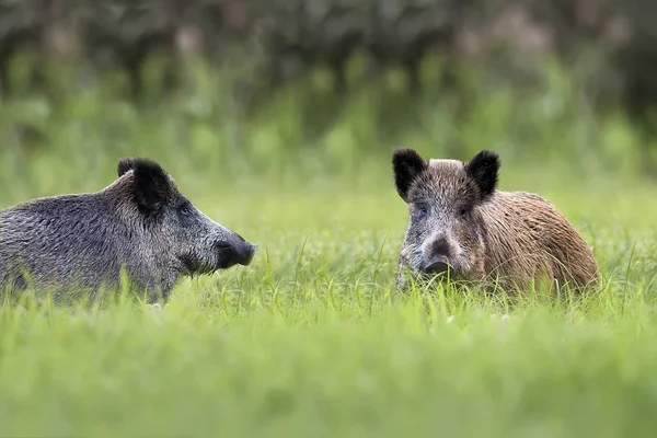Wild Boars Clearing Wild — Stock Photo, Image